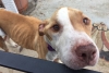 Update: Vanilla Needs Surgery To Stop Tumors Spreading