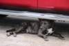 The Forgotten Dogs: Polly, Bubba & Hudson