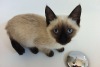Siamese Kitten