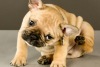 Why Does My Dog Itch?