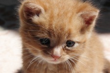 Spay Neuter Program - Kitten