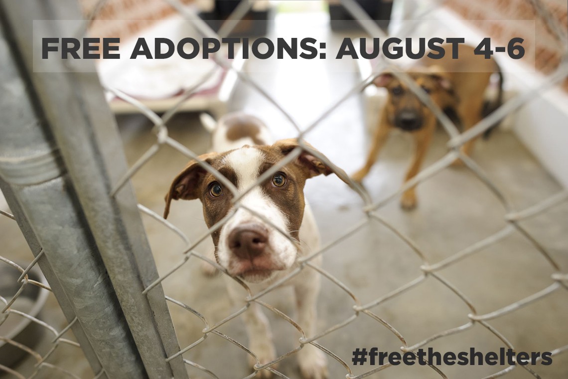 Free The Shelters No Fee Adoption Event Jason Heigl FoundationJason