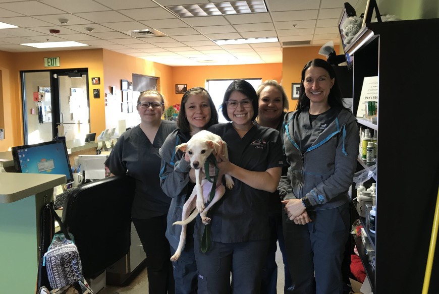 Marshmallow and staff at the Silver Creek Animal Clinic