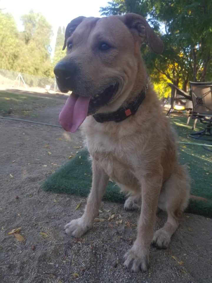 Adoptable Pup Apollo
