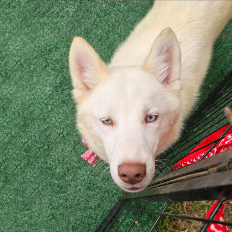 Adoptable Dog Juno