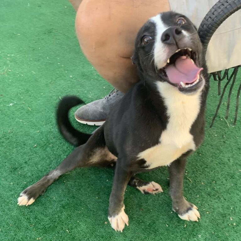 Adoptable Dog Panda