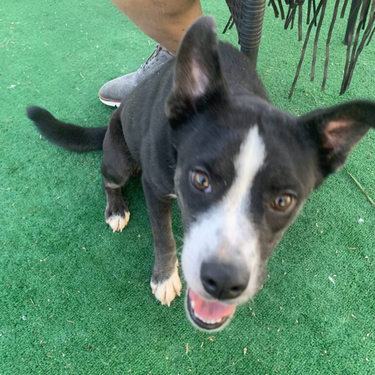 Adoptable Dog Panda