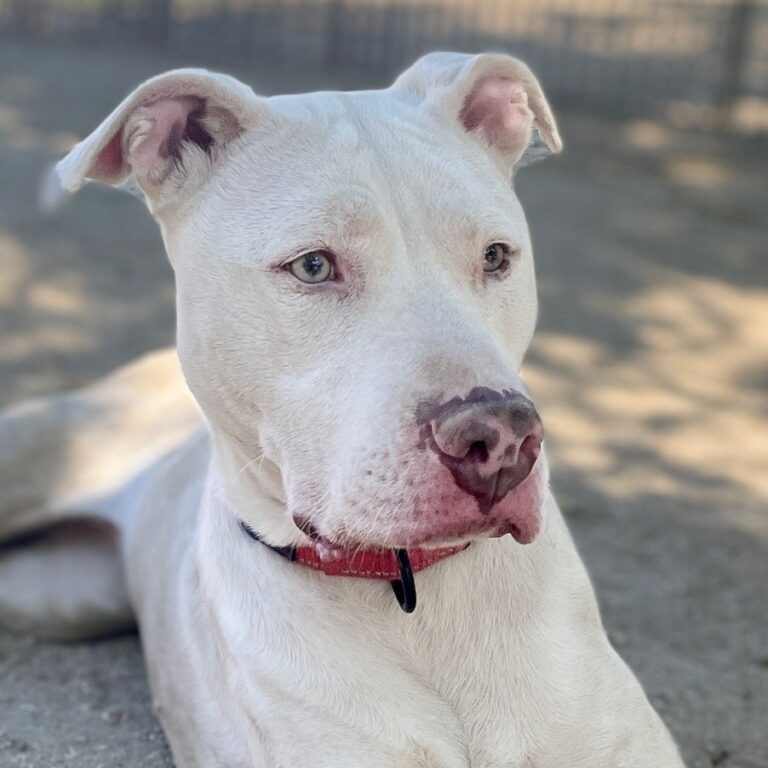 Adoptable Dog Diamond