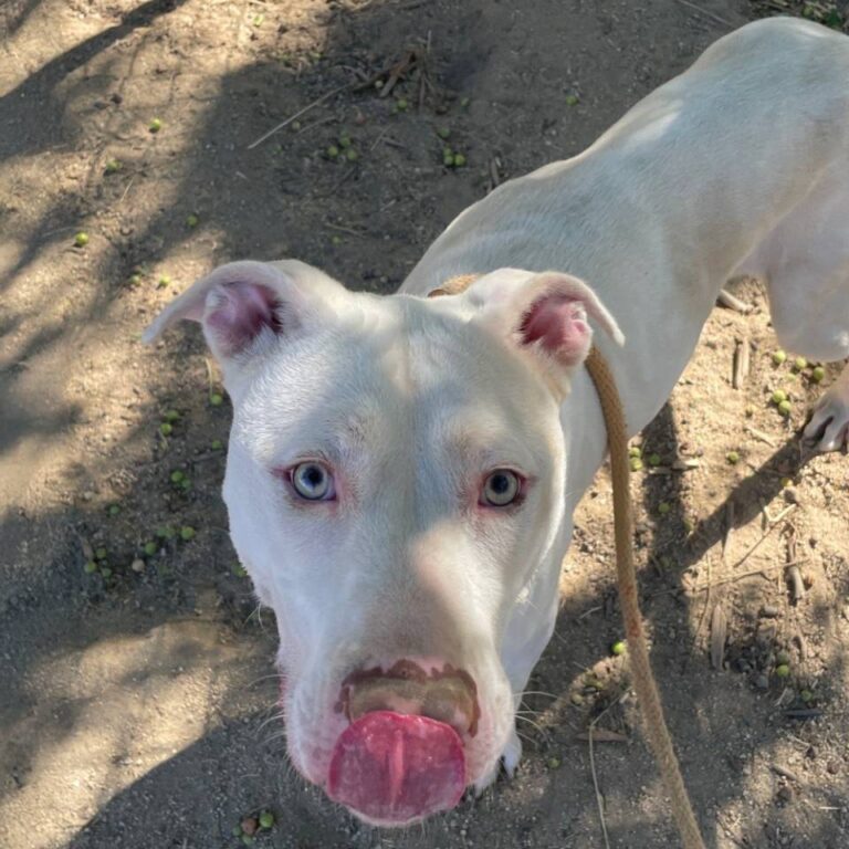 Adoptable Dog Diamond