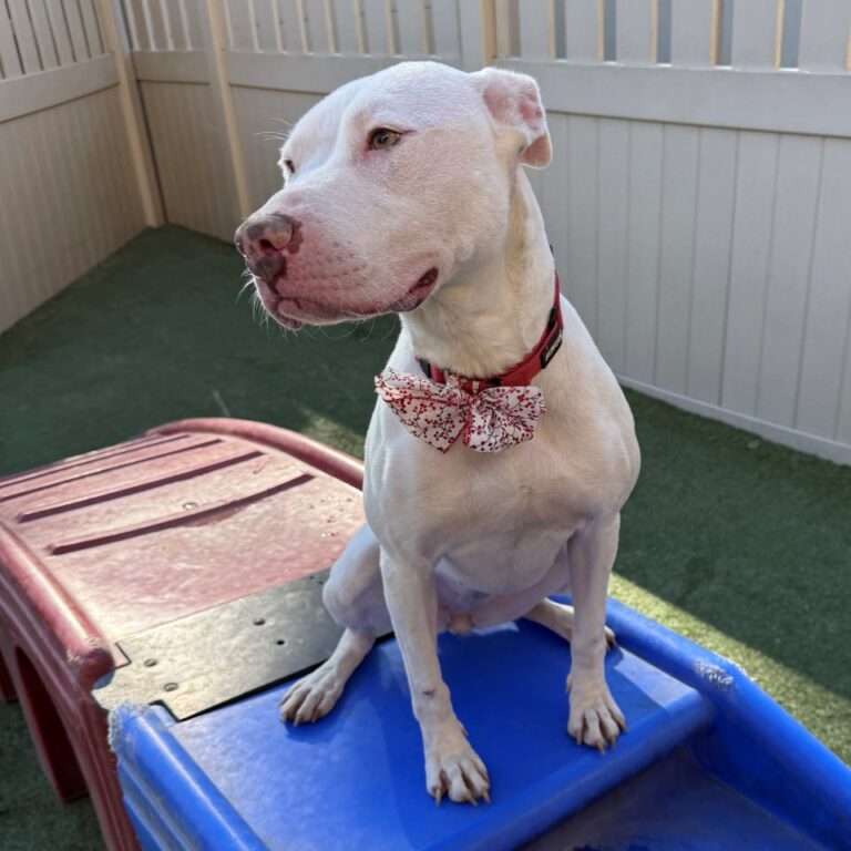 Adoptable Dog Diamond