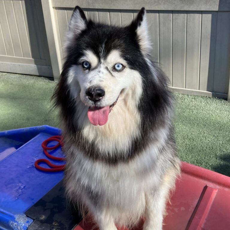 Adoptable Dog Toby