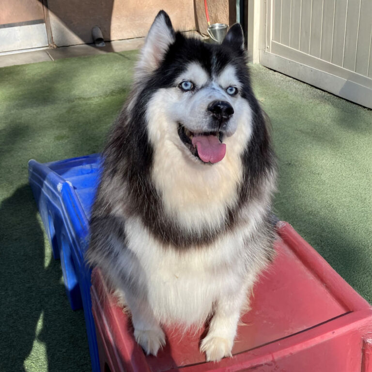 Adoptable Dog Toby