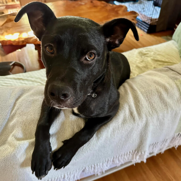 Adoptable Dog Elvis