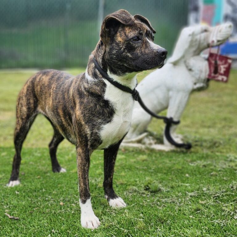 Adoptable Dog Connie