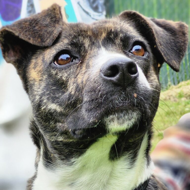 Adoptable Dog Connie