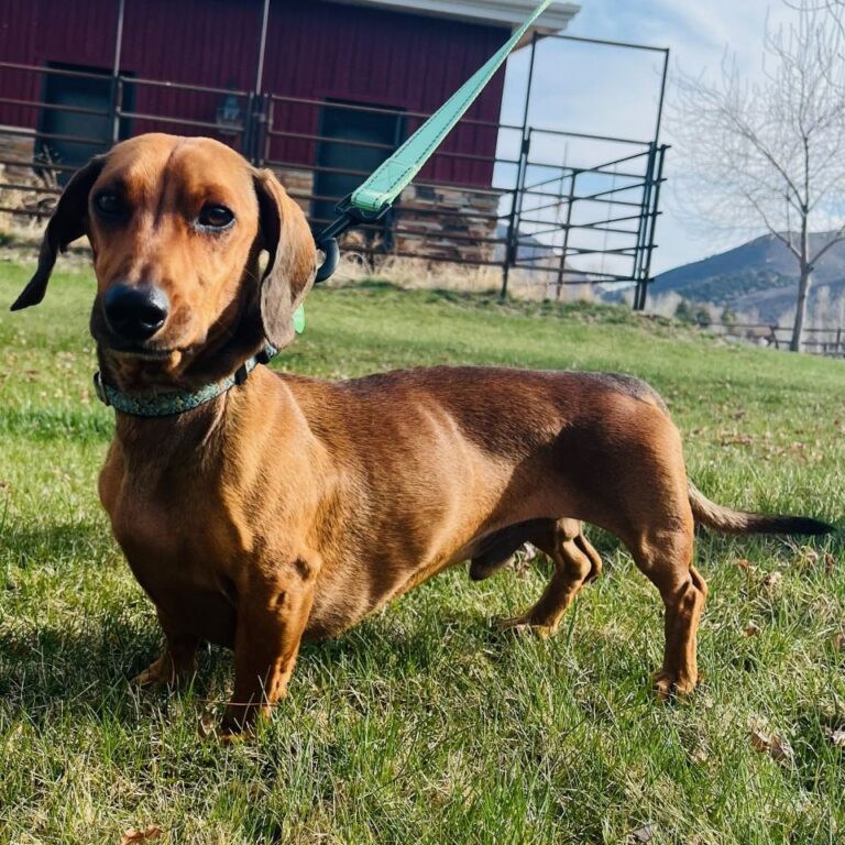 Adoptable Dog Archee