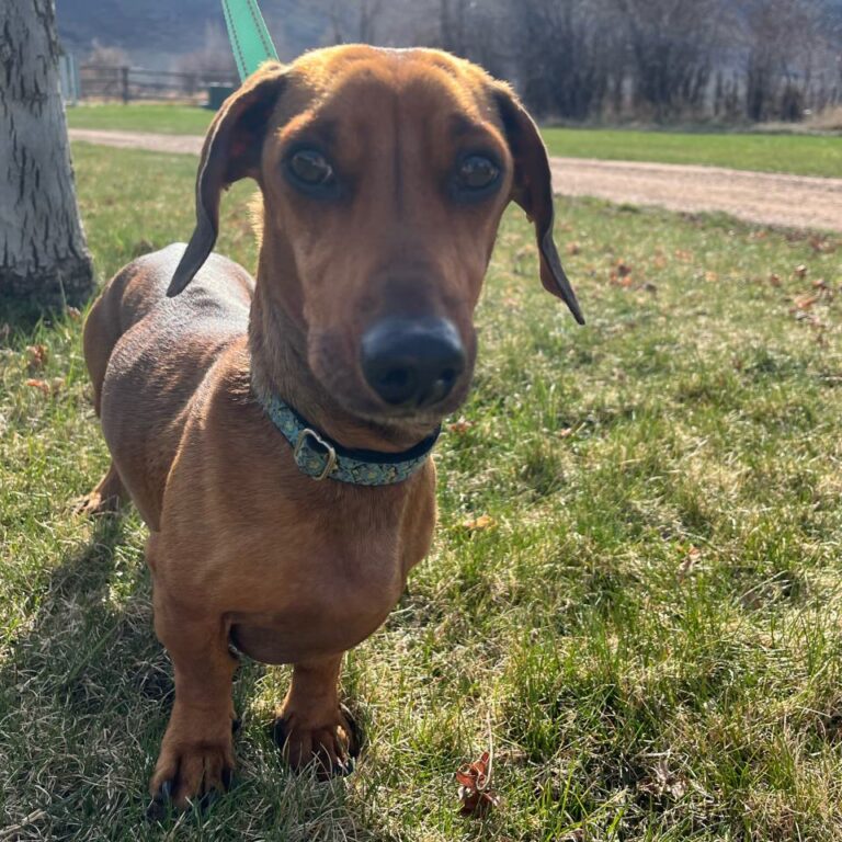 Adoptable Dog Archee