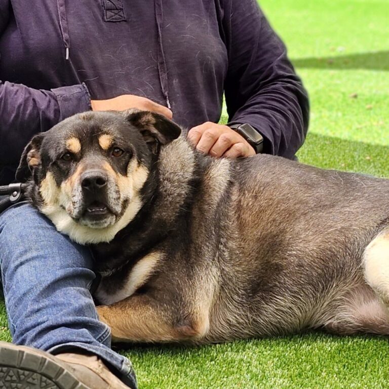 Adoptable Dog Bear