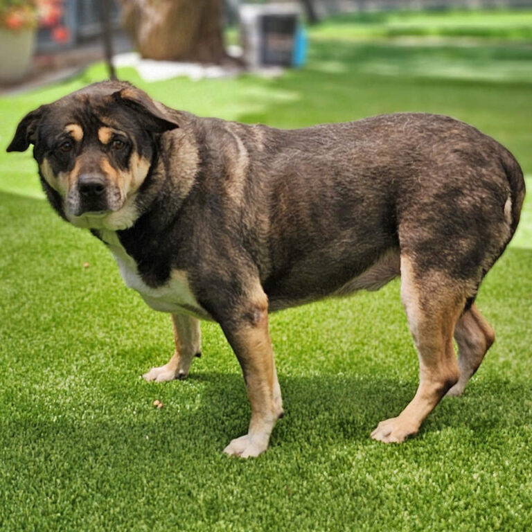 Adoptable Dog Bear