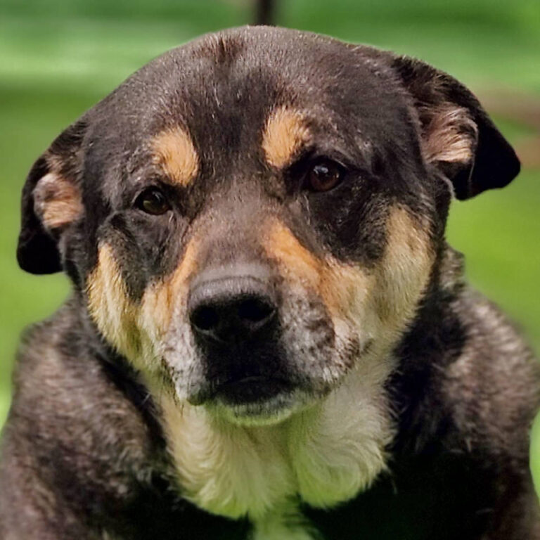 Adoptable Dog Bear