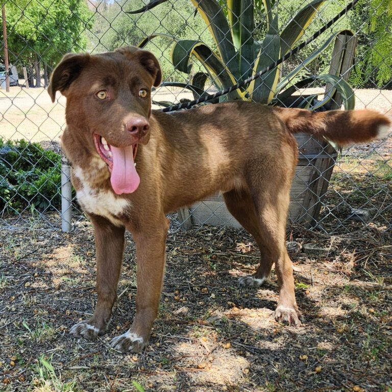 Adoptable Dog Charlie Brown