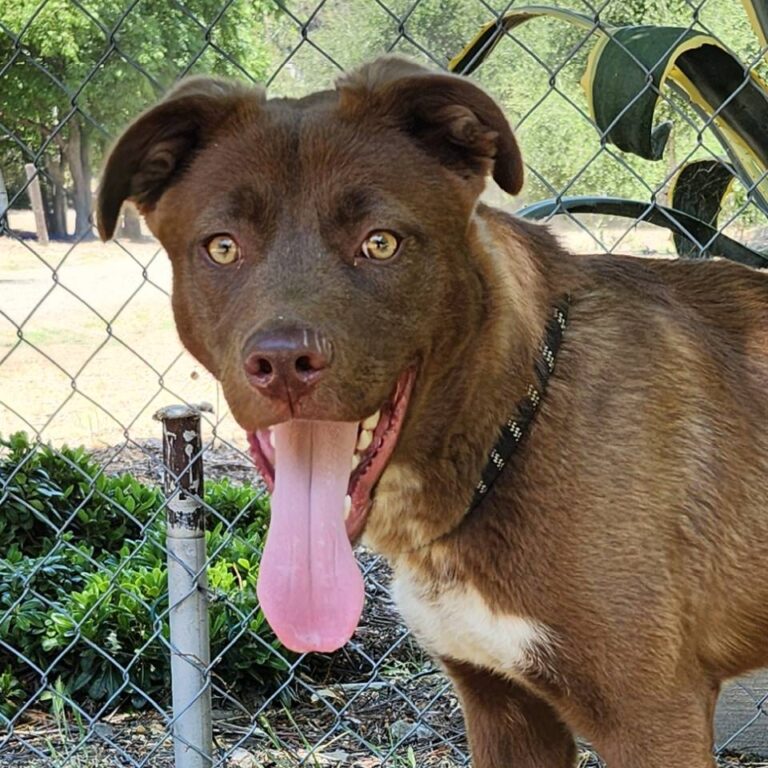 Adoptable Dog Charlie Brown