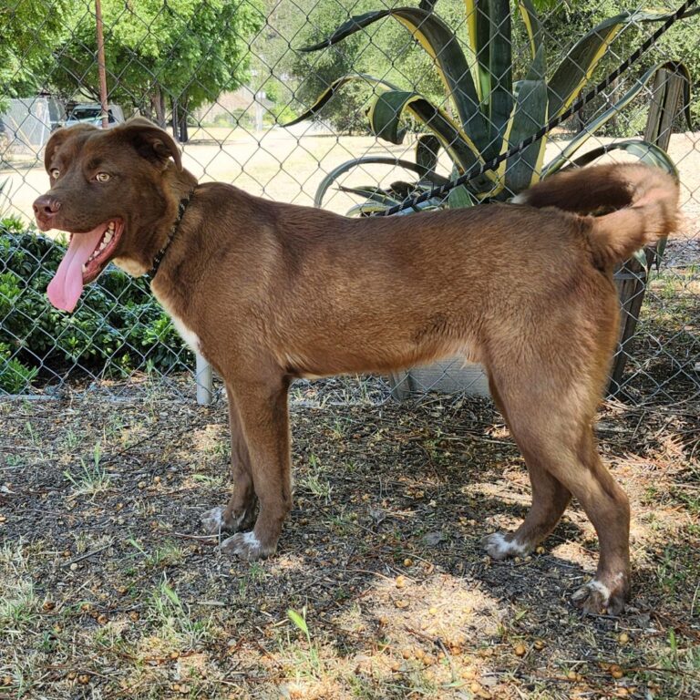 Adoptable Dog Charlie Brown