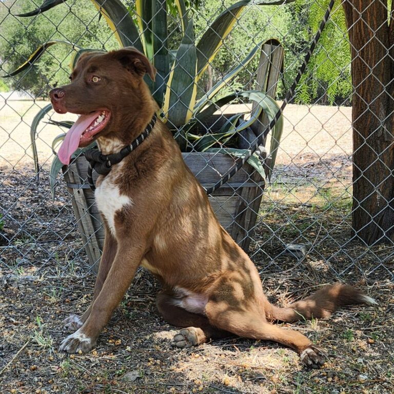 Adoptable Dog Charlie Brown