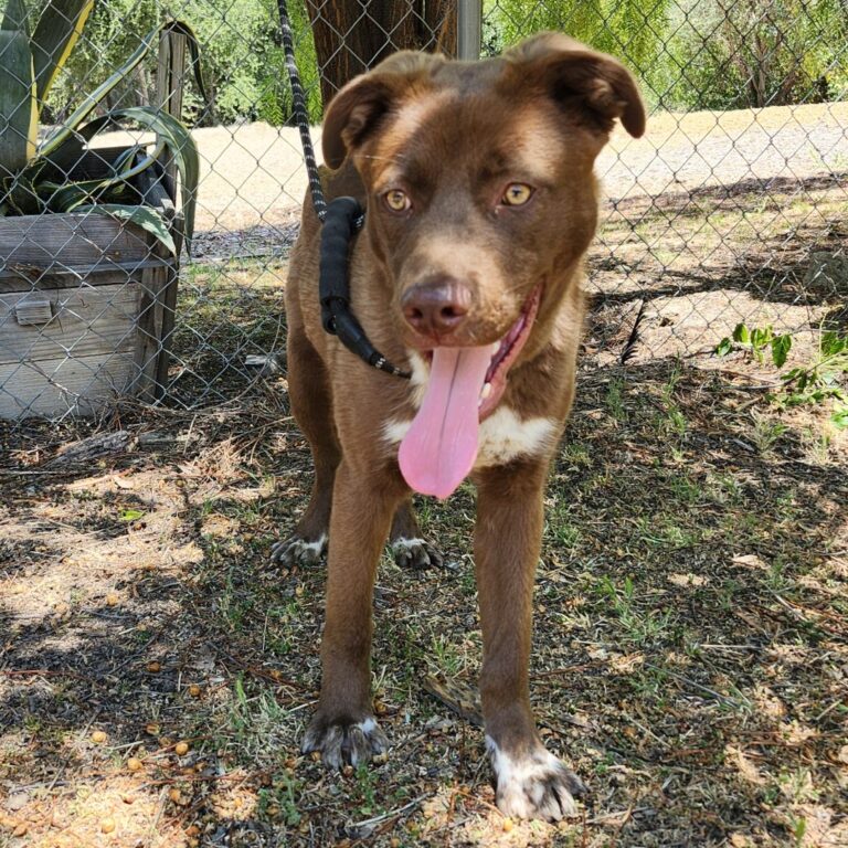 Adoptable Dog Charlie Brown