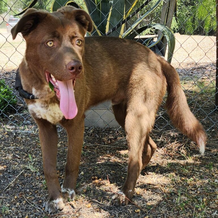 Adoptable Dog Charlie Brown