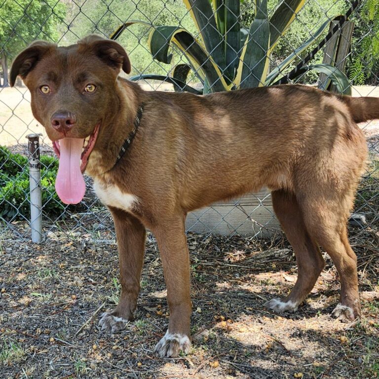 Adoptable Dog Charlie Brown