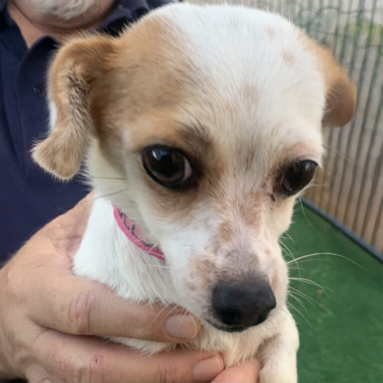 Adoptable Dog Chi