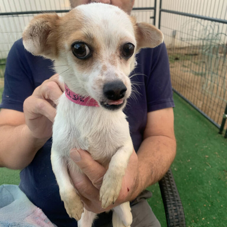 Adoptable Dog Chi