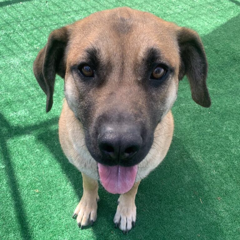 Adoptable Dog Darcy