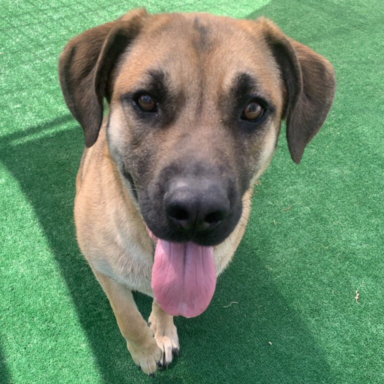 Adoptable Dog Darcy