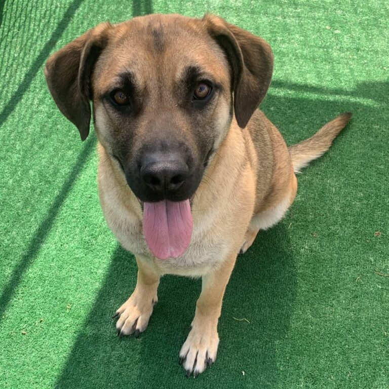 Adoptable Dog Darcy