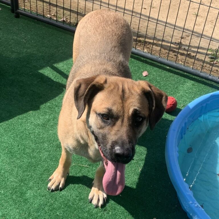 Adoptable Dog Darcy