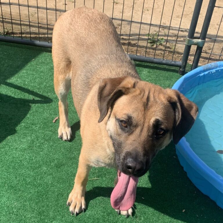 Adoptable Dog Darcy