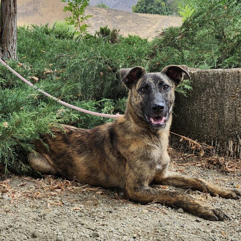 Adoptable Dog Dustin