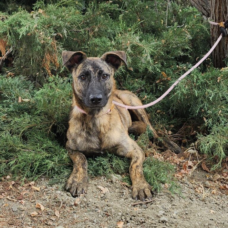 Adoptable Dog Dustin