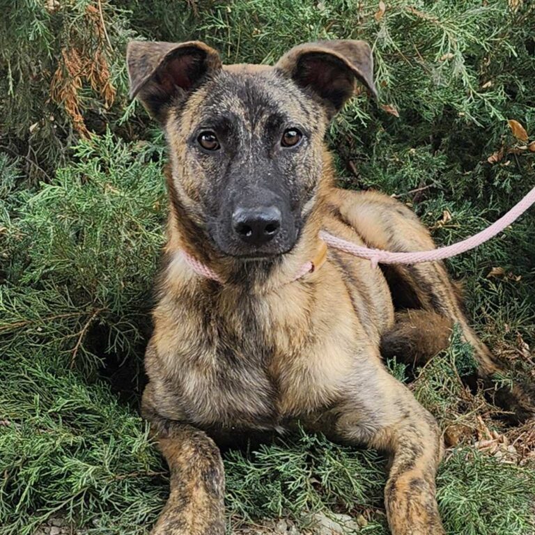 Adoptable Dog Dustin