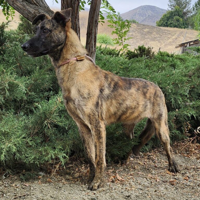 Adoptable Dog Dustin
