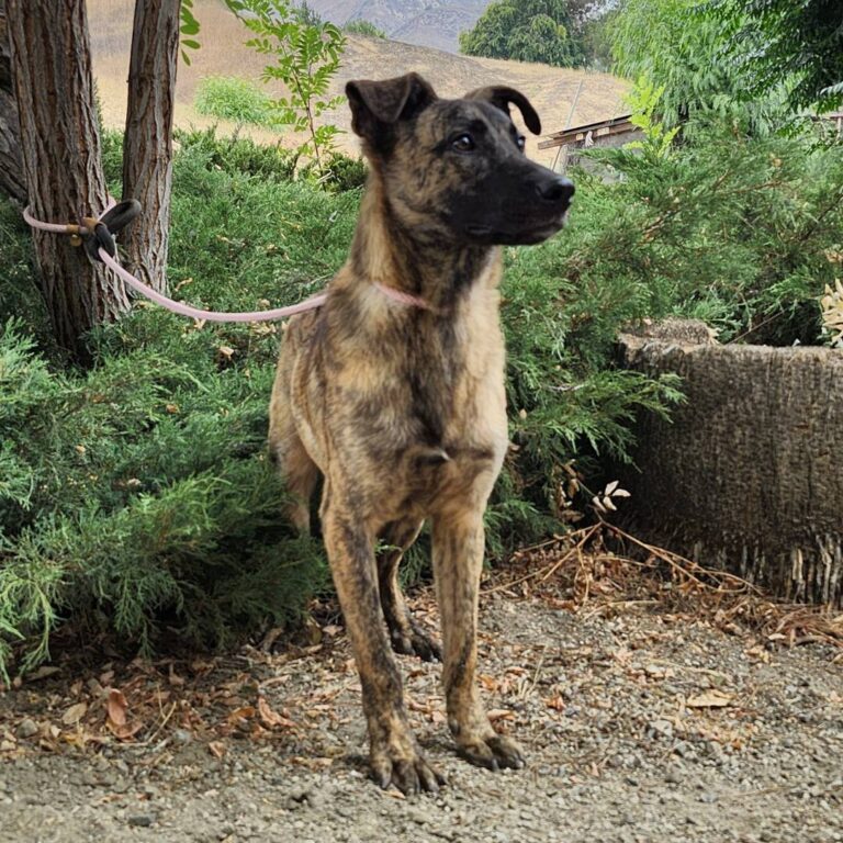 Adoptable Dog Dustin