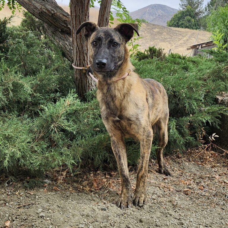 Adoptable Dog Dustin