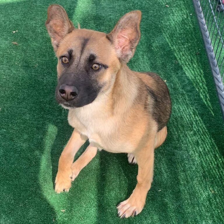 Adoptable Dog Foxy