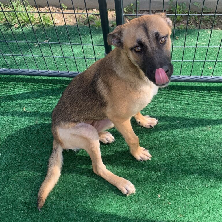 Adoptable Dog Foxy