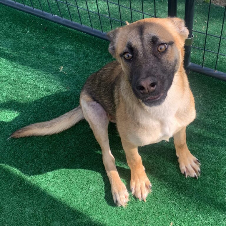 Adoptable Dog Foxy