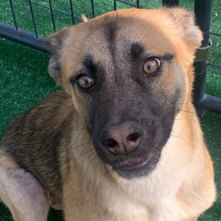 Adoptable Dog Foxy