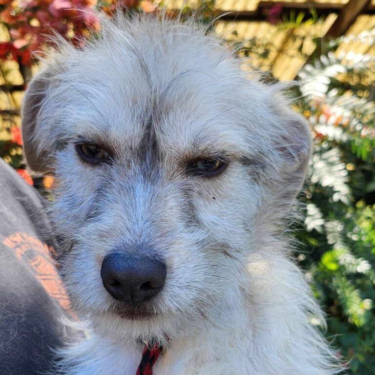 Adoptable Dog Koer