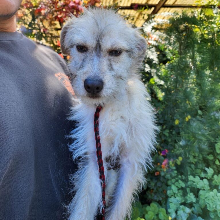 Adoptable Dog Koer